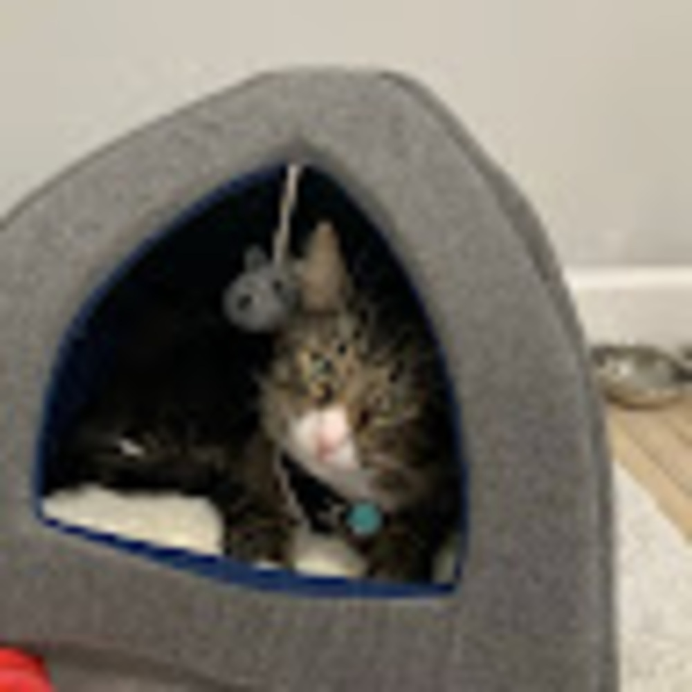 Meet your Posher, Delaney